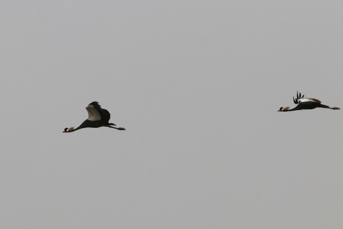 Black Crowned-Crane - ML615712765