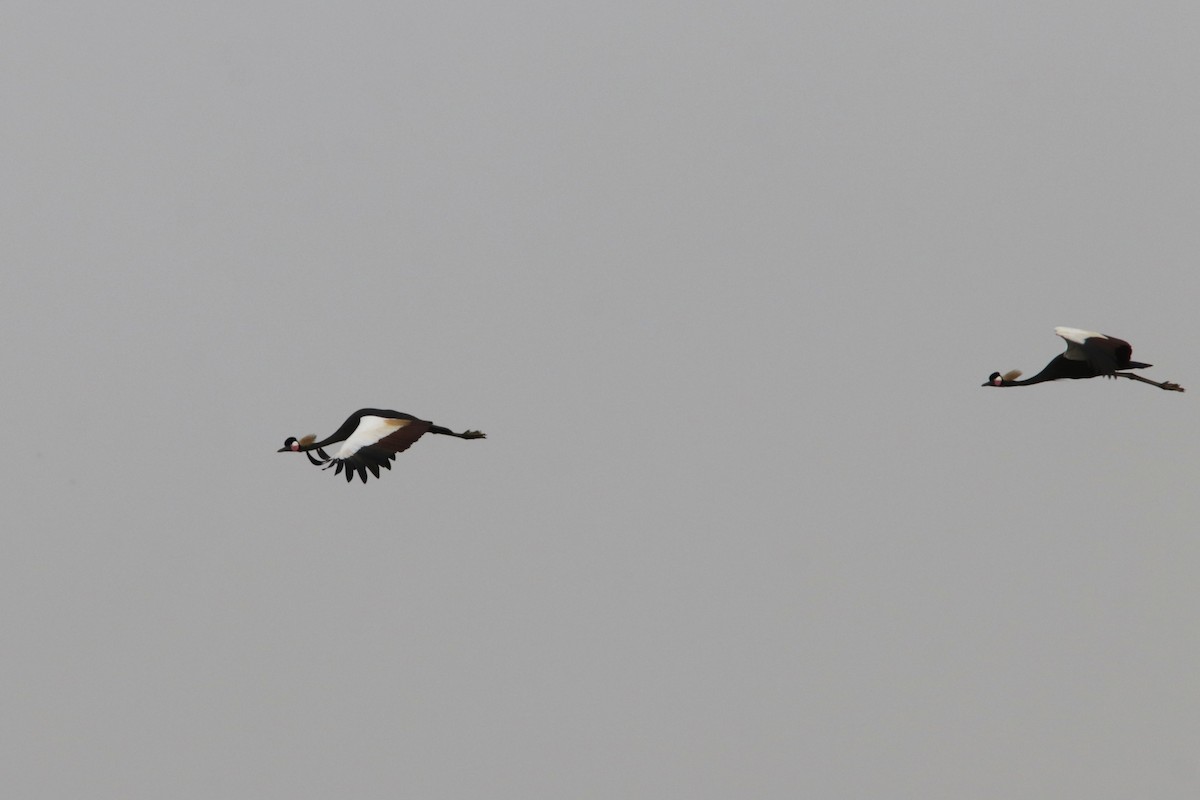 Black Crowned-Crane - ML615712766