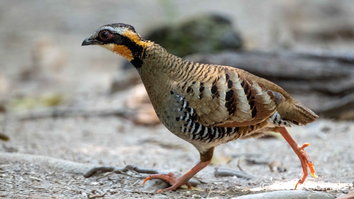 Orange-necked Partridge - ML615712859