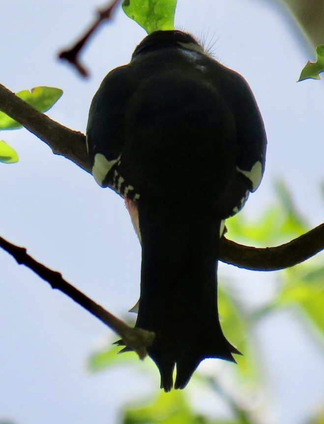 kolibřík kubánský - ML615712869
