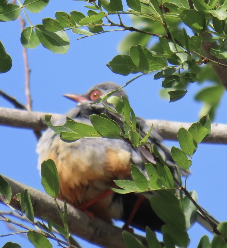 Red-legged Thrush - ML615712877