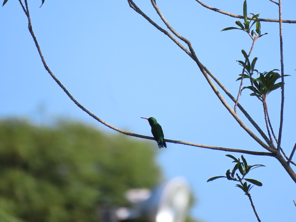 kolibřík lesklobřichý - ML615712879