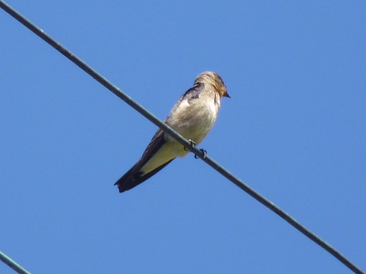 Southern Rough-winged Swallow - Rafael Cuevas