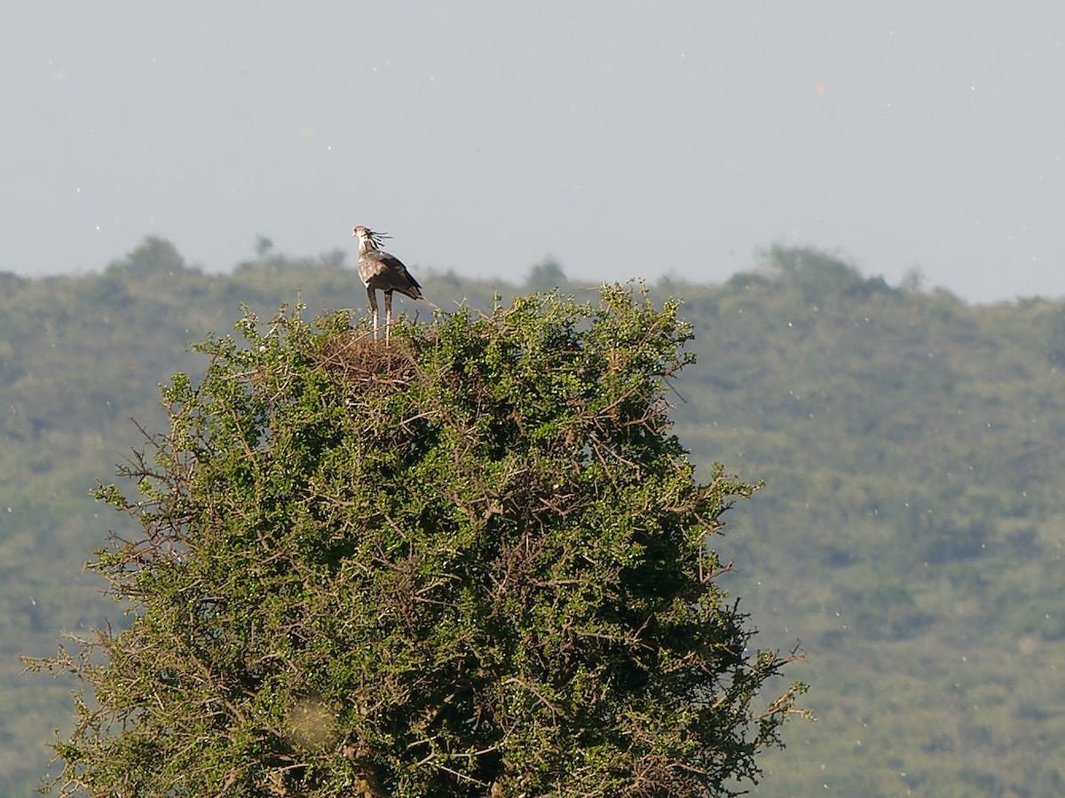 Secretarybird - ML615712958