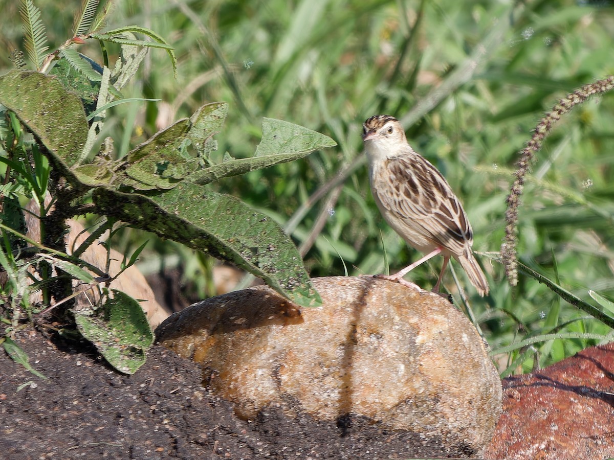 Pectoral-patch Cisticola - ML615712990