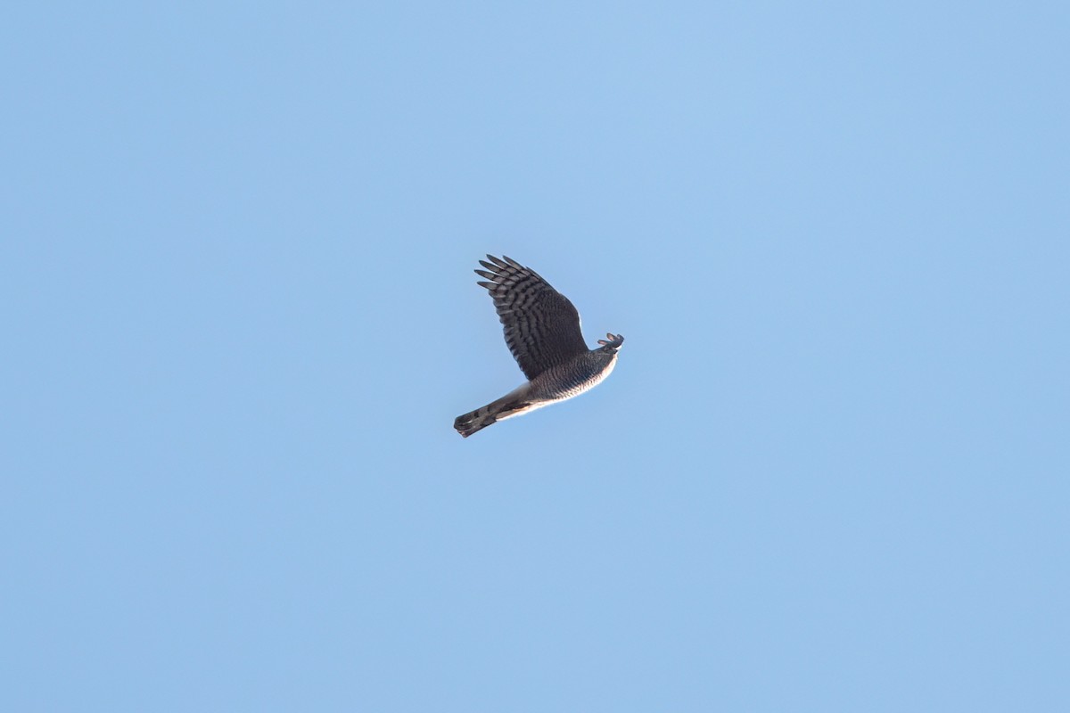 Eurasian Sparrowhawk - ML615712999