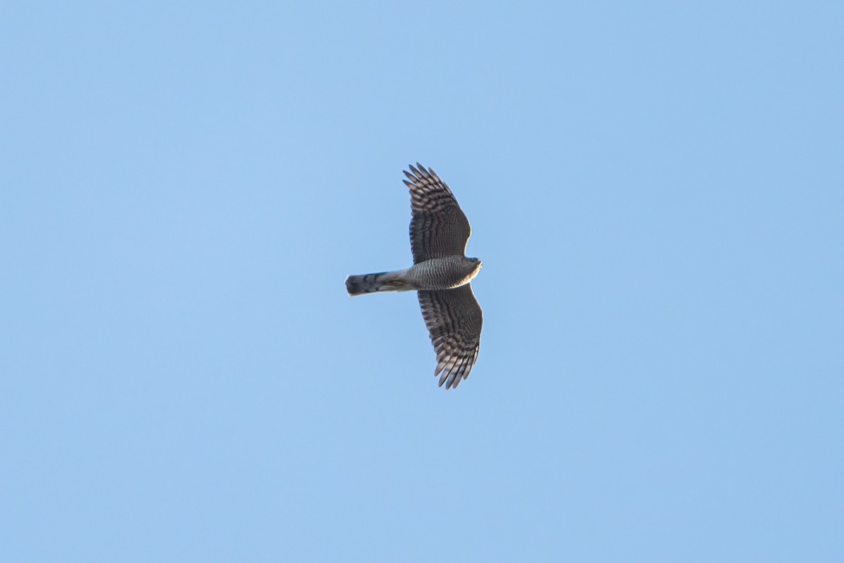 Eurasian Sparrowhawk - ML615713000