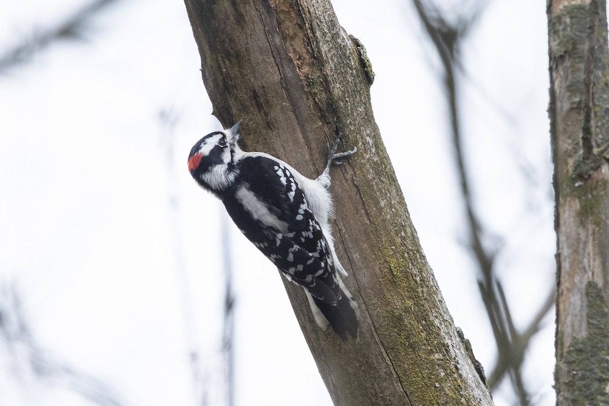 Downy Woodpecker - ML615713003