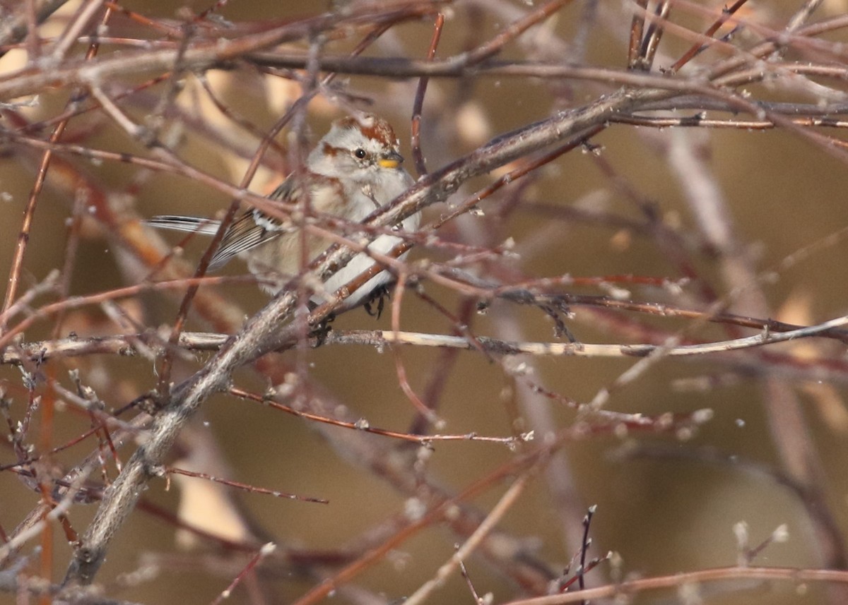 American Tree Sparrow - ML615713013