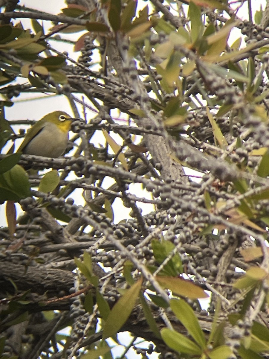 Swinhoe's White-eye - ML615713054