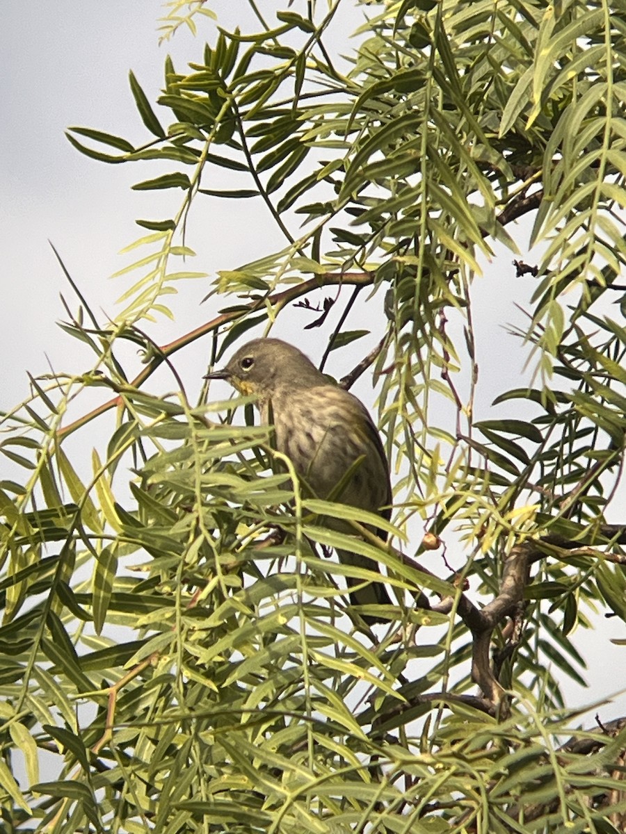 lesňáček žlutoskvrnný (ssp. auduboni) - ML615713089