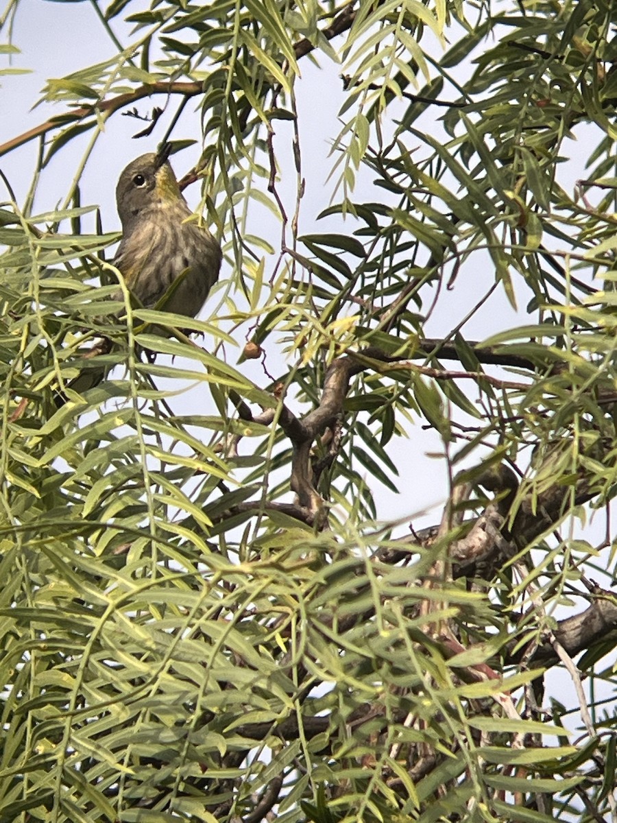 lesňáček žlutoskvrnný (ssp. auduboni) - ML615713093
