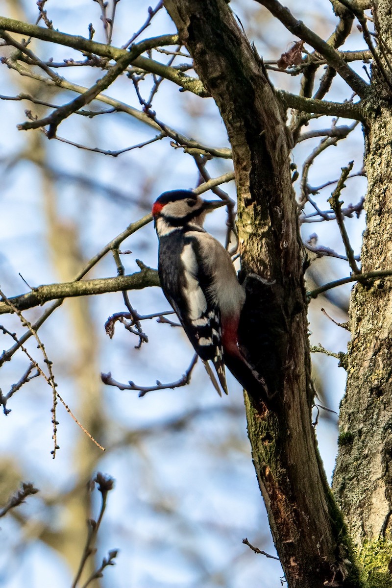 Great Spotted Woodpecker - ML615713103