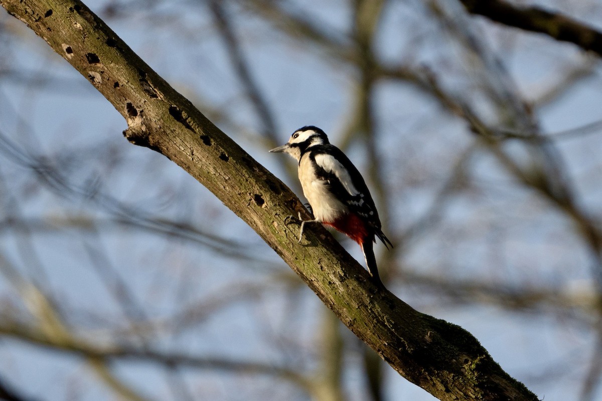 Great Spotted Woodpecker - ML615713104