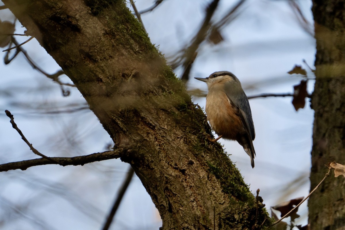 Eurasian Nuthatch - ML615713115