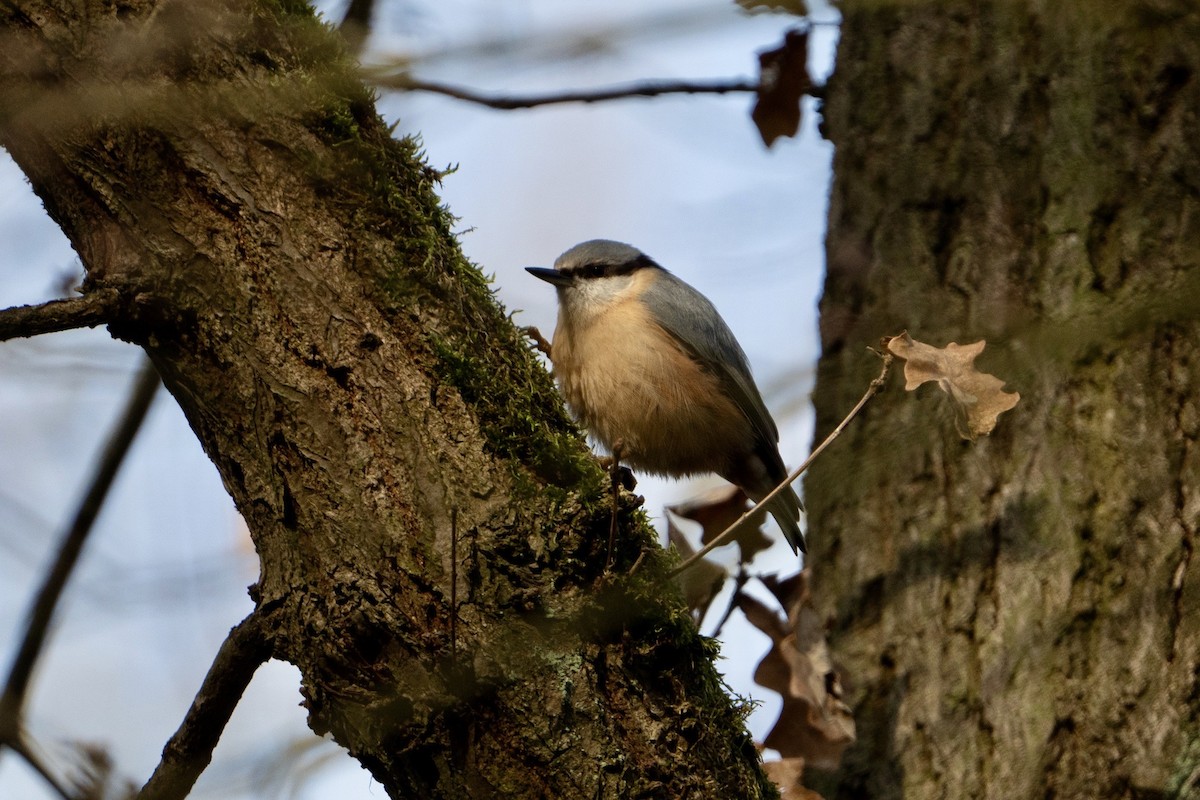 Eurasian Nuthatch - ML615713116