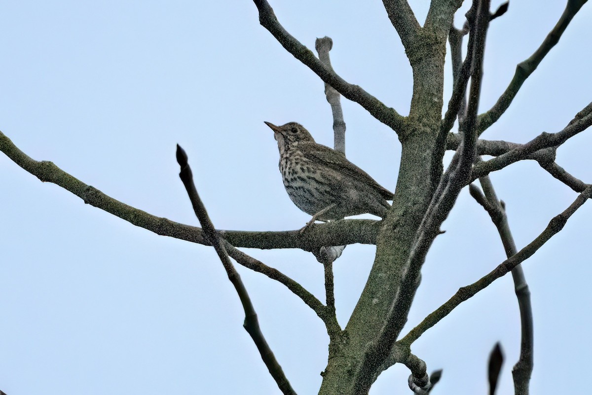 Song Thrush - ML615713140