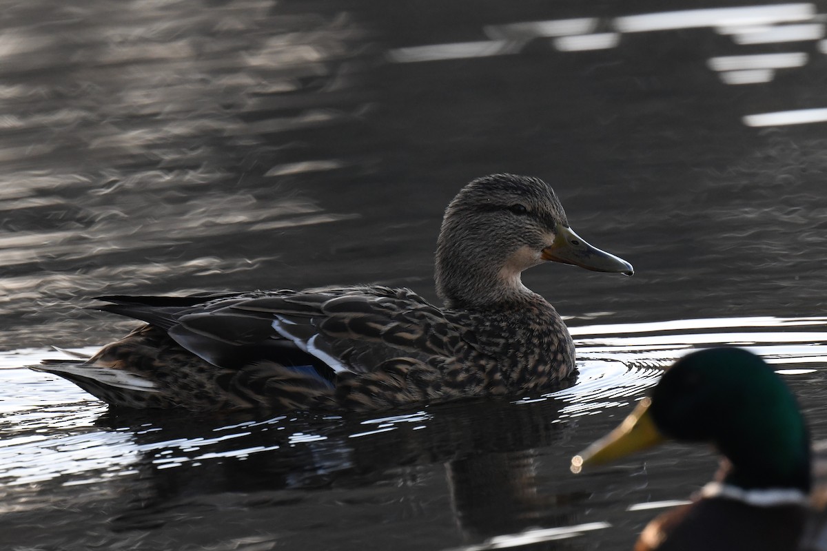 Canard colvert - ML615713170