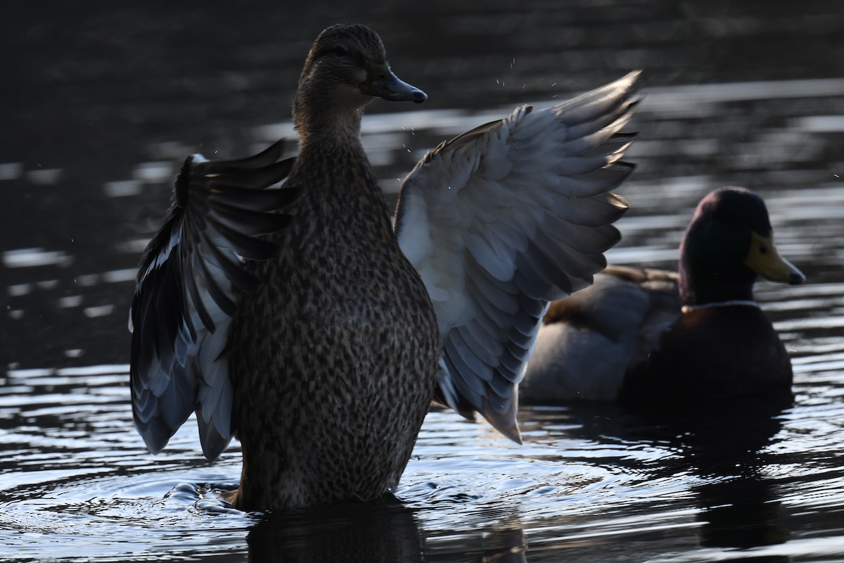 Canard colvert - ML615713171