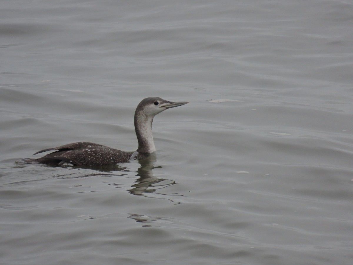 Red-throated Loon - ML615713251