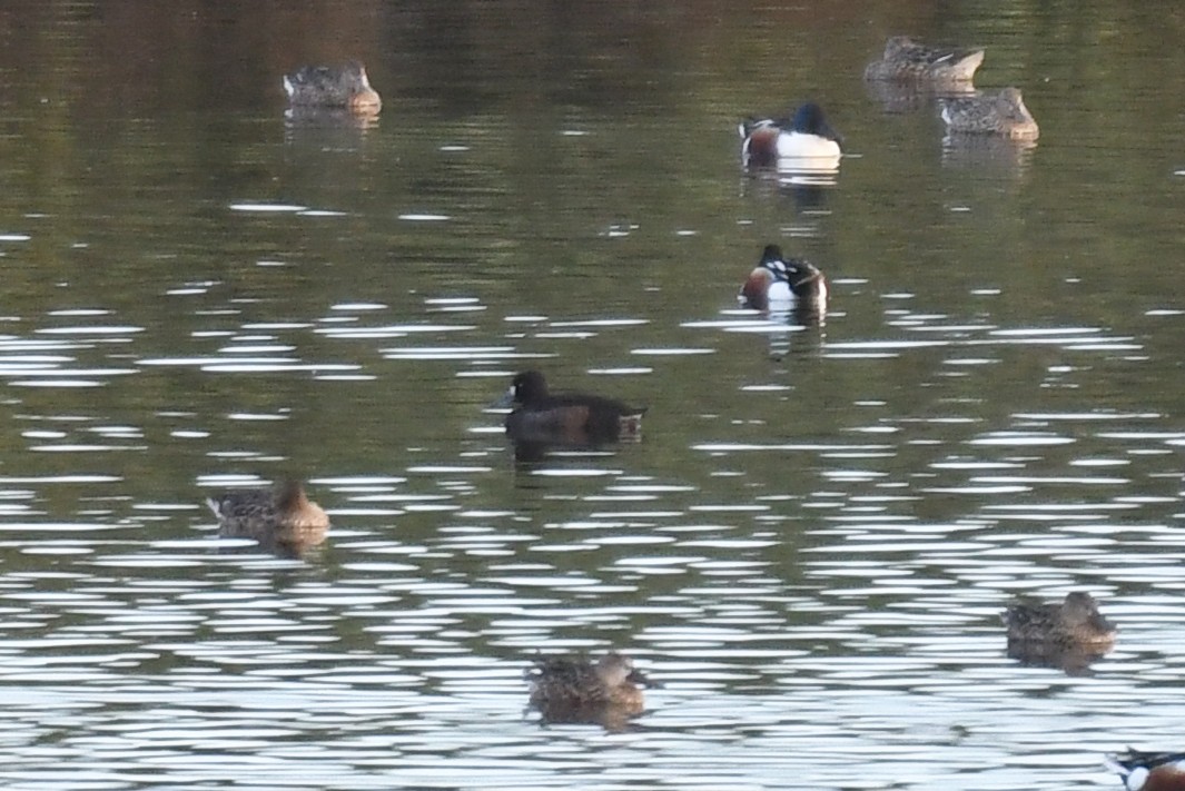 Tufted Duck - ML615713262