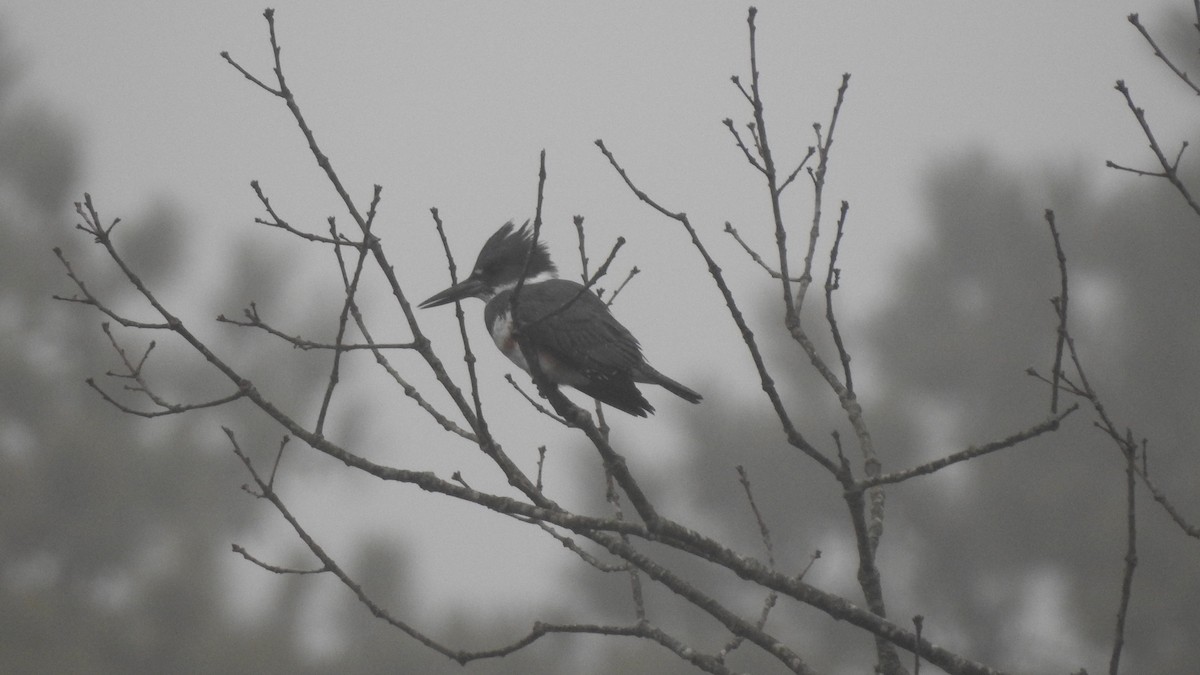 Belted Kingfisher - ML615713346