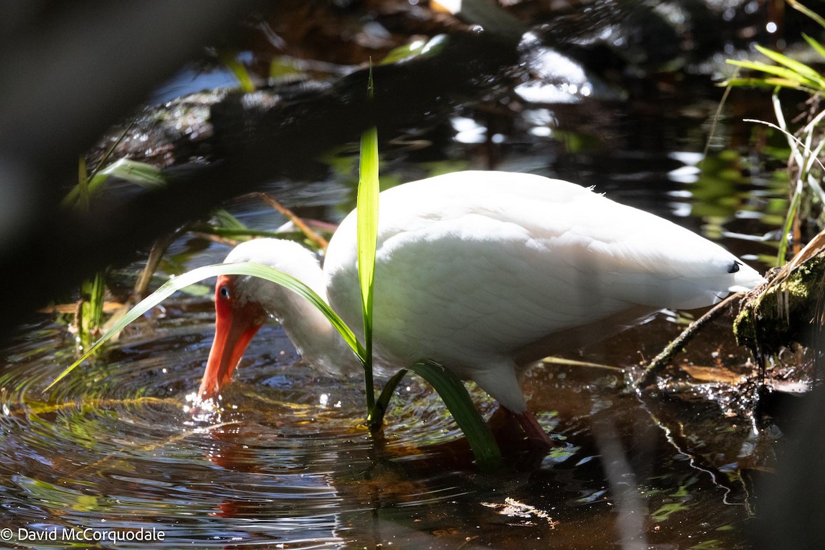 Ibis blanc - ML615713391