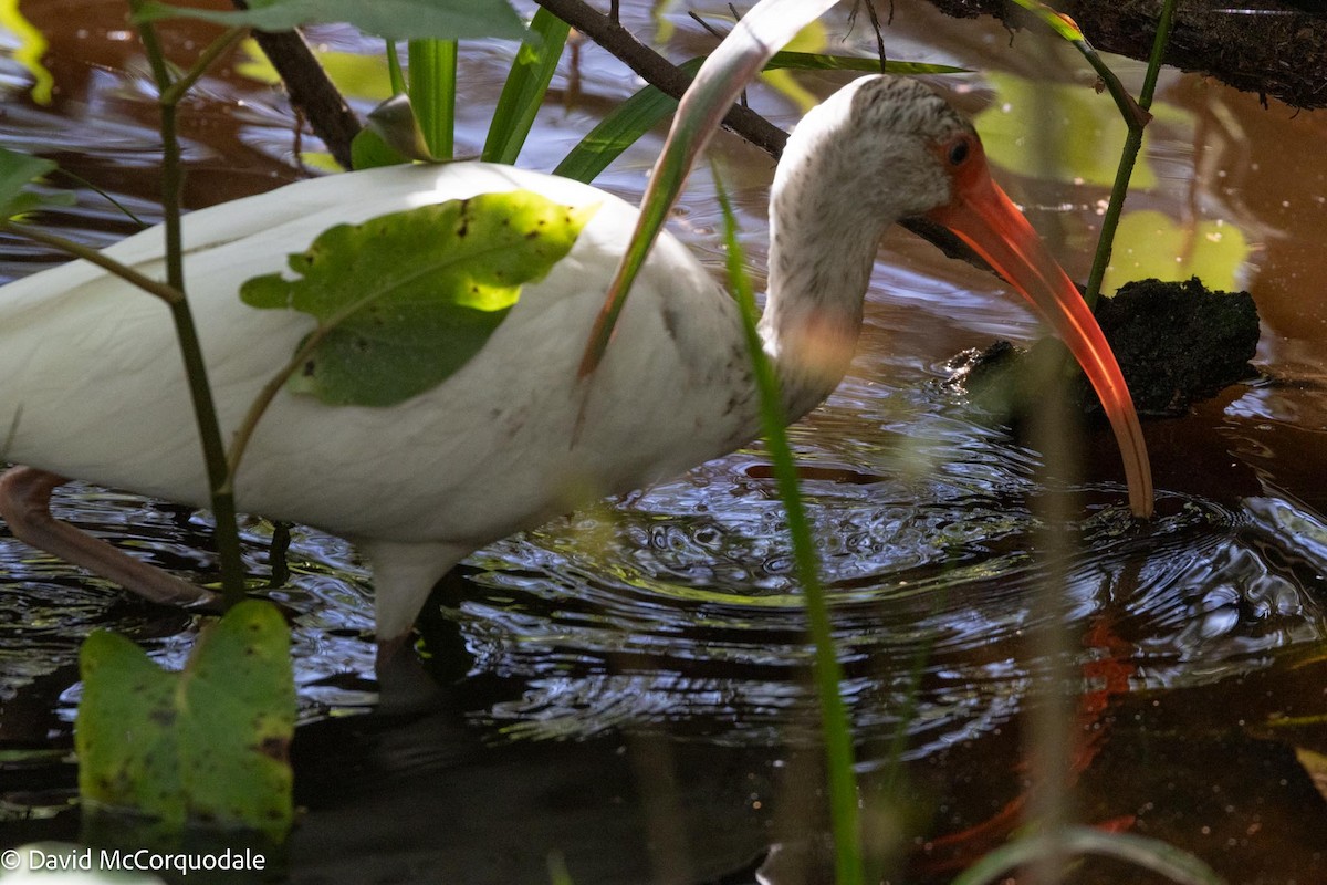 White Ibis - David McCorquodale