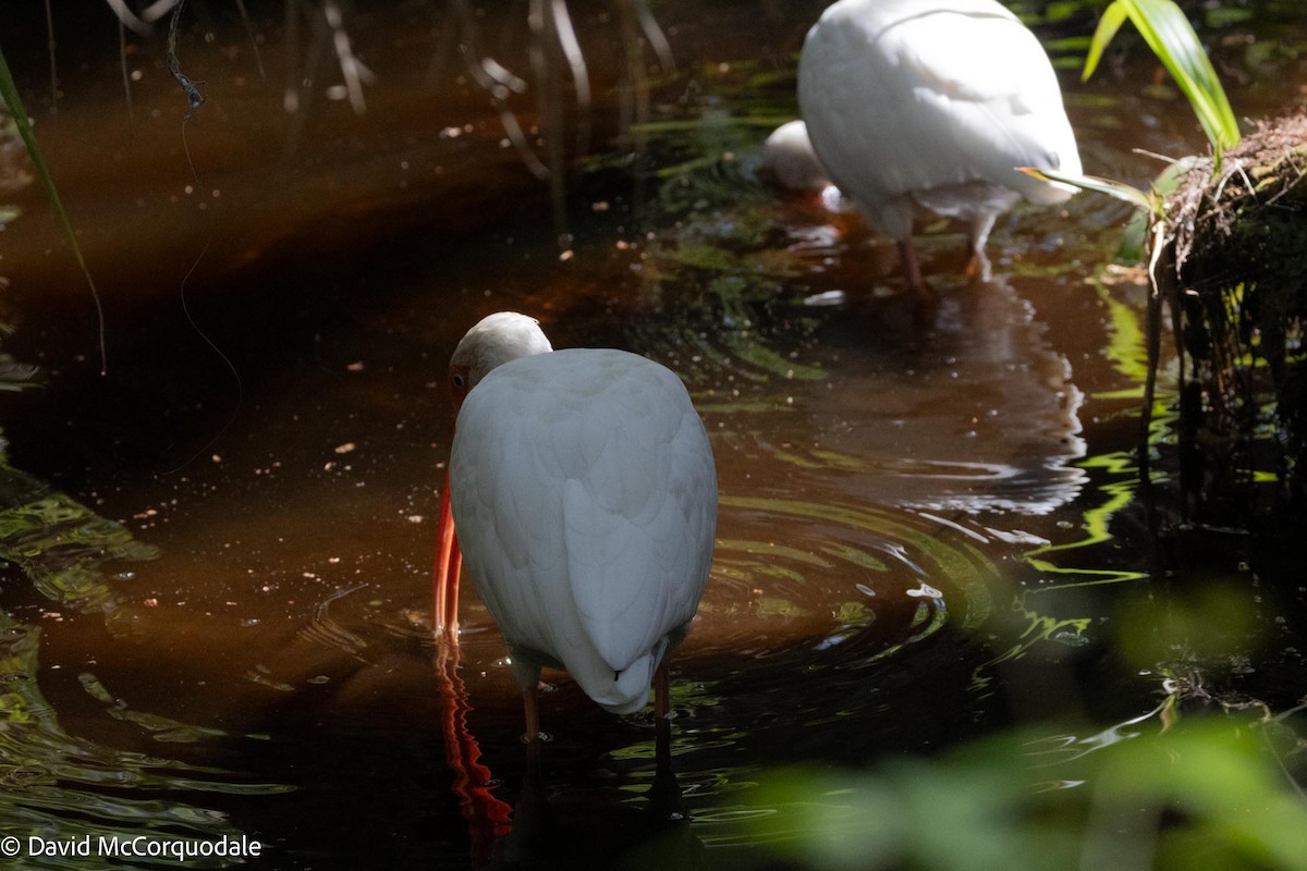 Ibis blanc - ML615713393