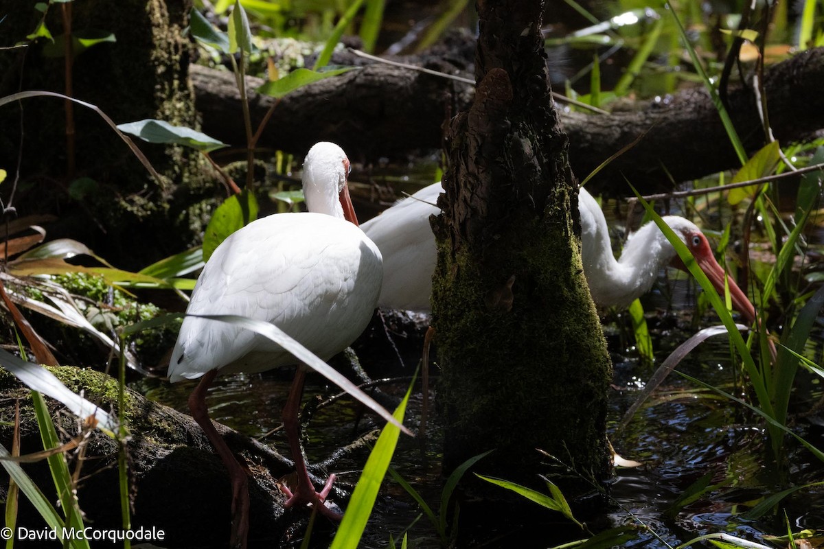 Ibis blanc - ML615713394