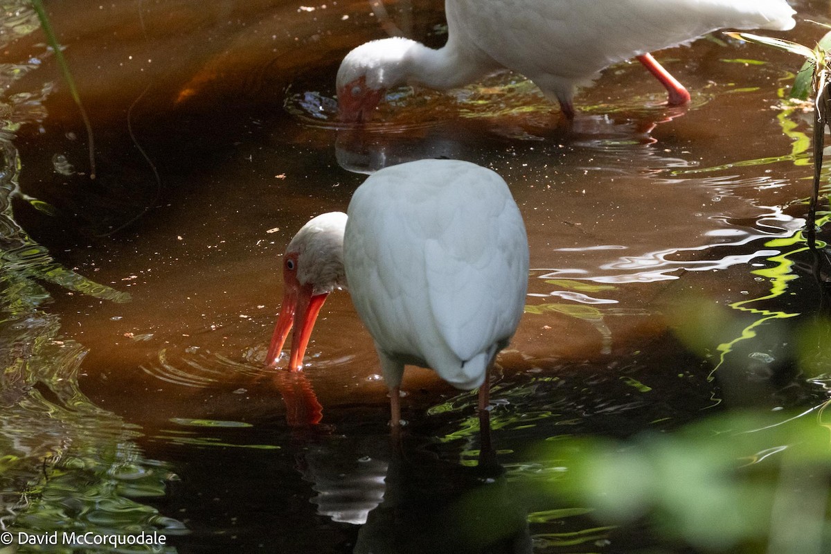 White Ibis - ML615713395