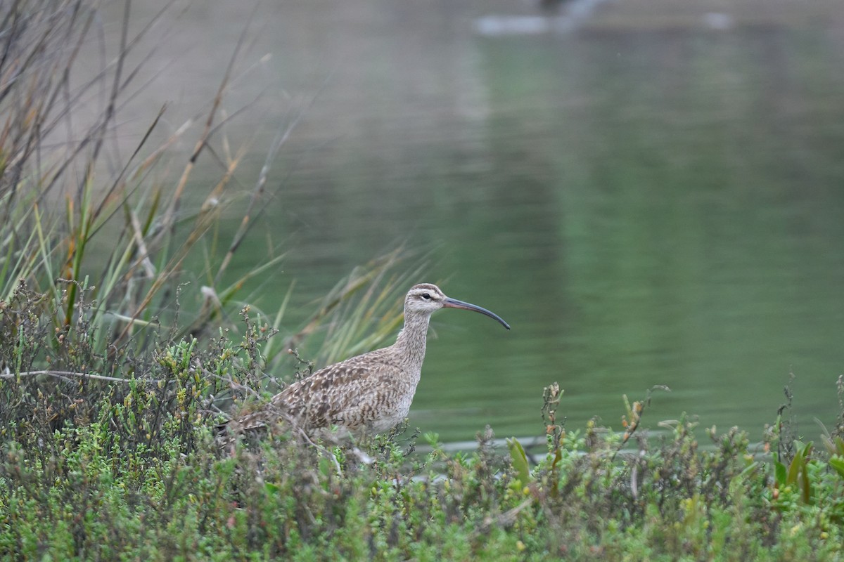 Whimbrel - ML615713443