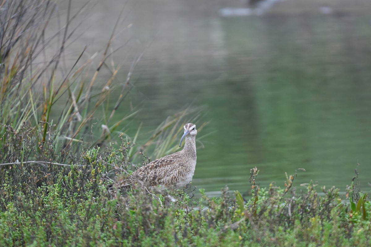 Whimbrel - Andrew Sheridan