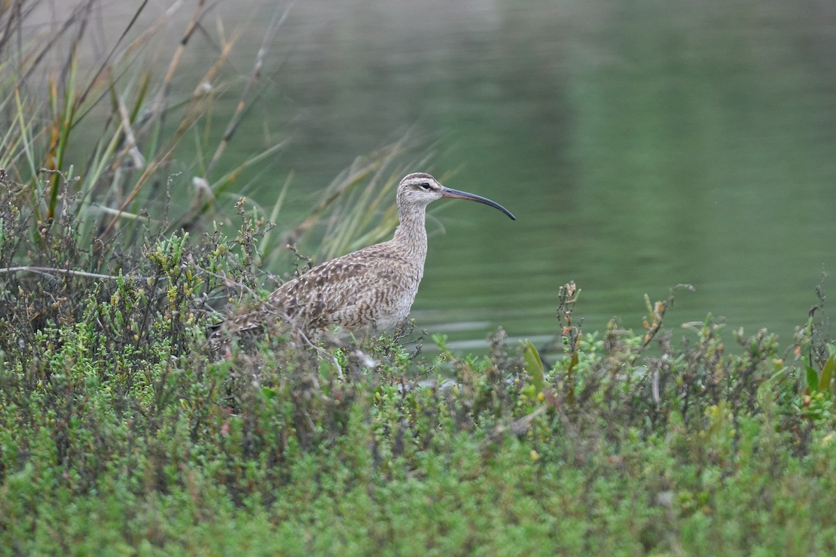 Whimbrel - ML615713445