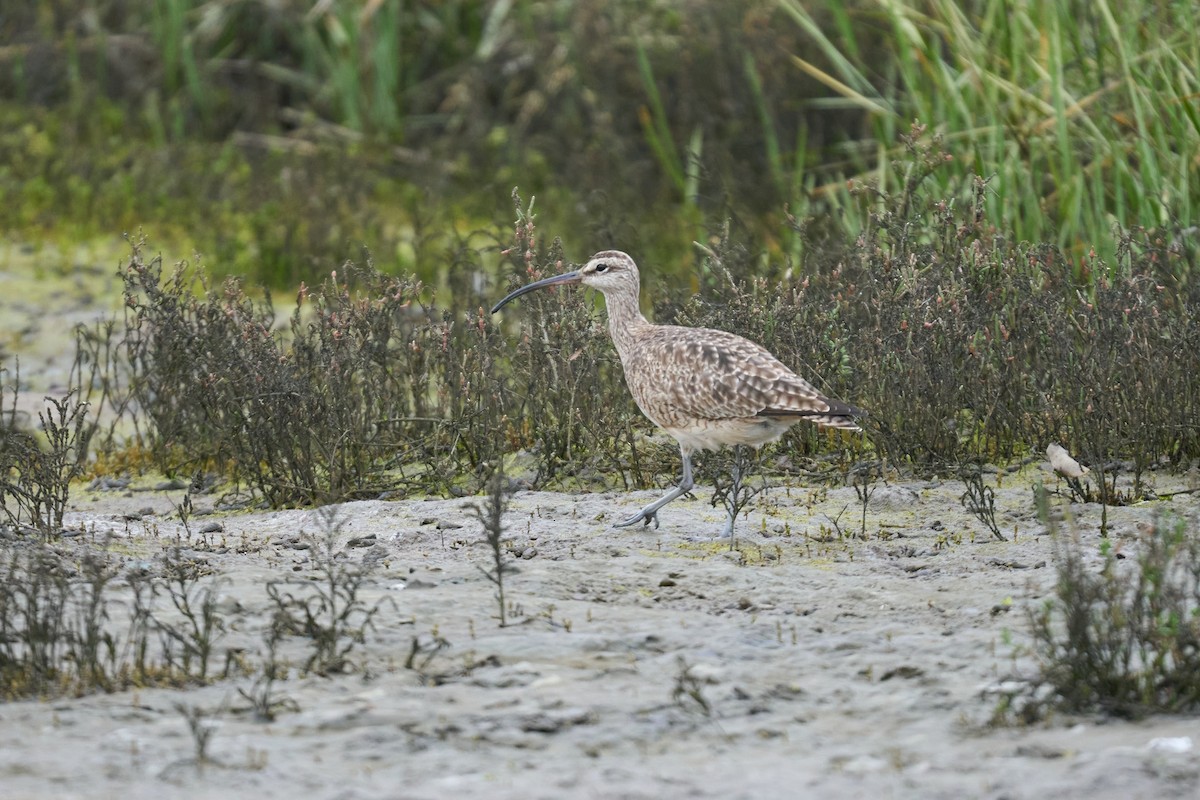 Whimbrel - ML615713452