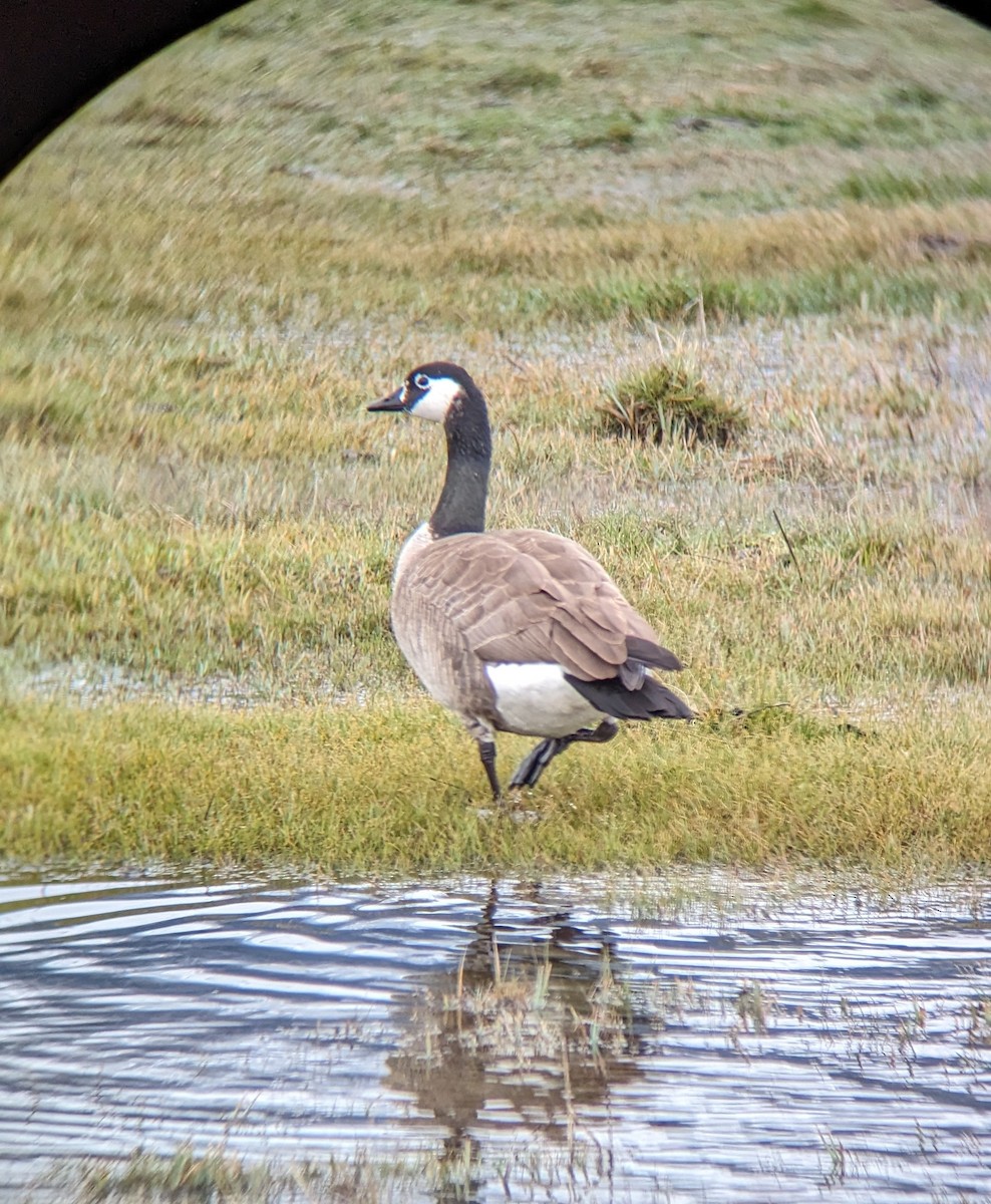 Canada Goose - ML615713537