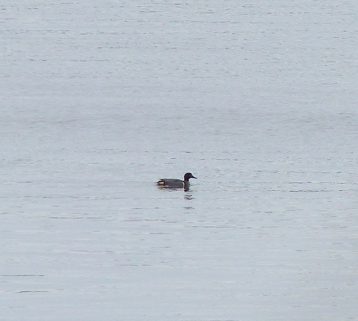 Green-winged Teal - Marie Giroux