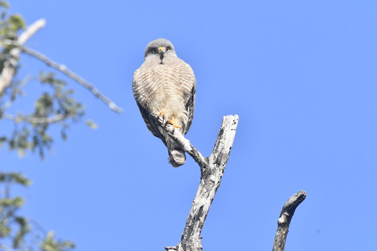 Buse à gros bec - ML615713632