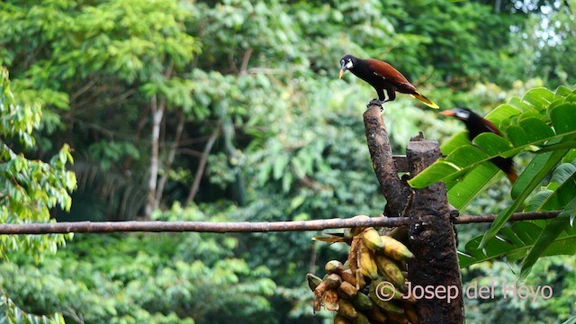 Montezuma Oropendola - ML615713634