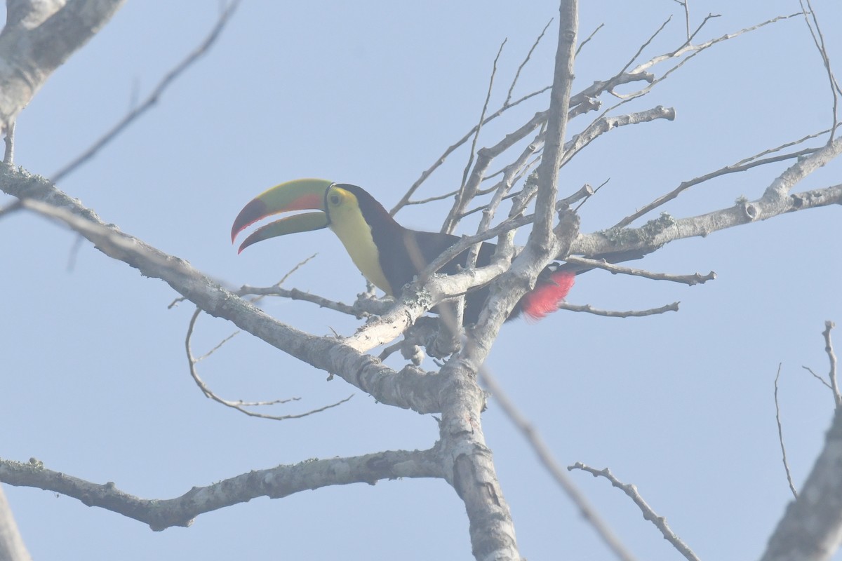 Keel-billed Toucan - ML615713641