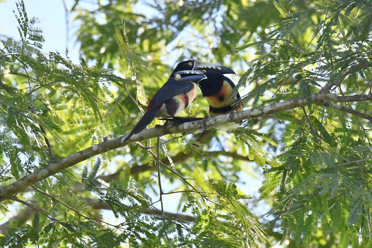 Collared Aracari - Cornelio Chablé