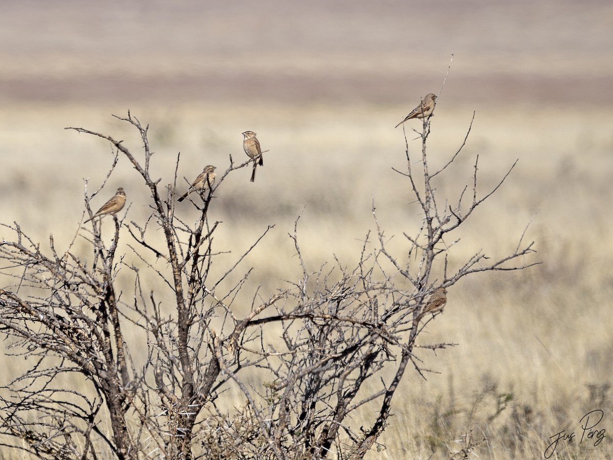 Lark-like Bunting - ML615713783