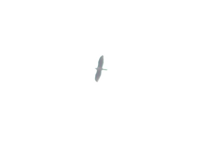 Águila Perdicera - ML615713808