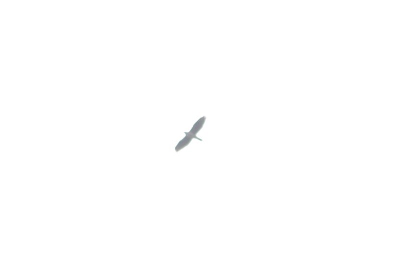 Águila Perdicera - ML615713835