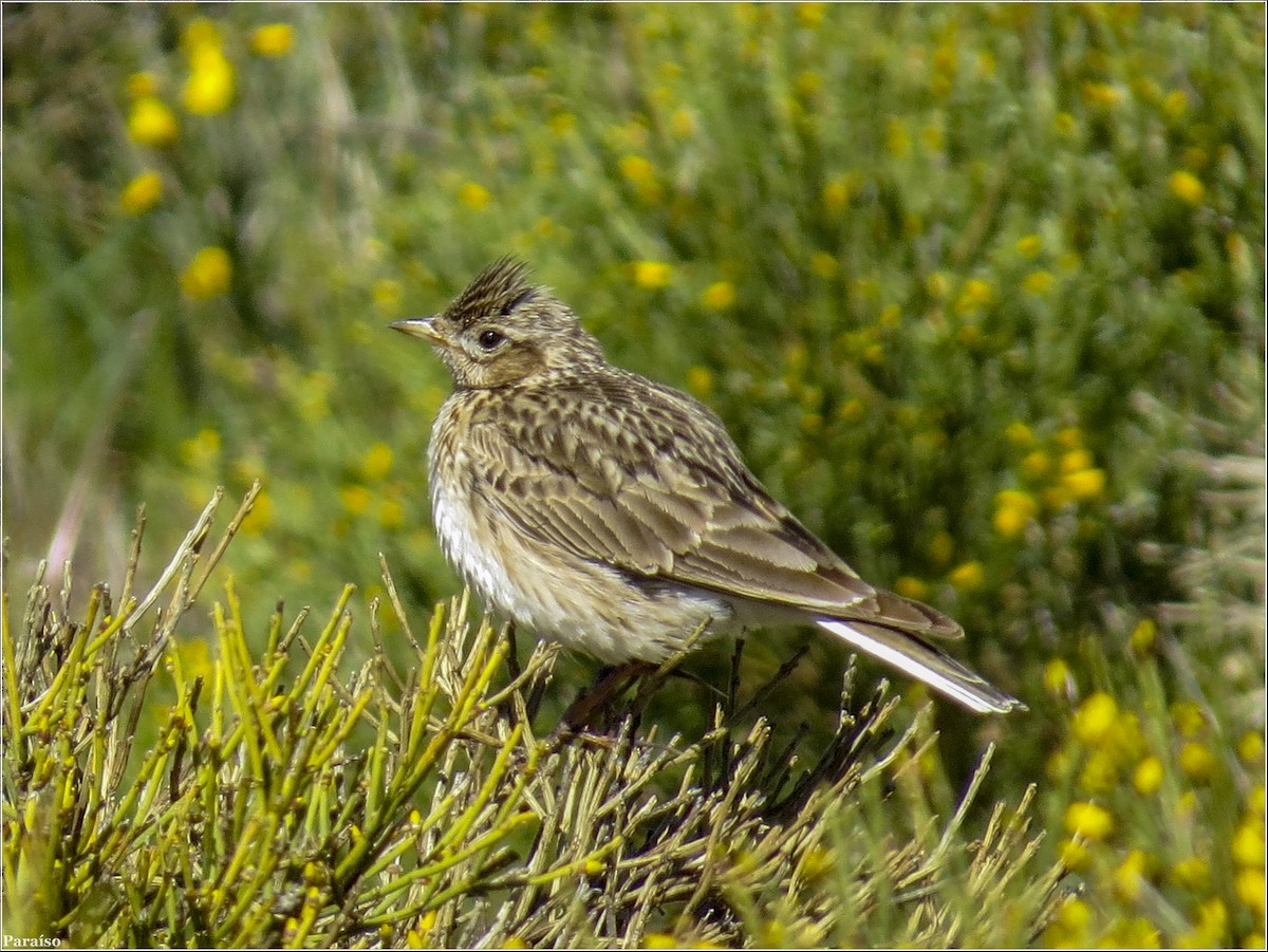 Eurasian Skylark - José María Paraíso Hernández