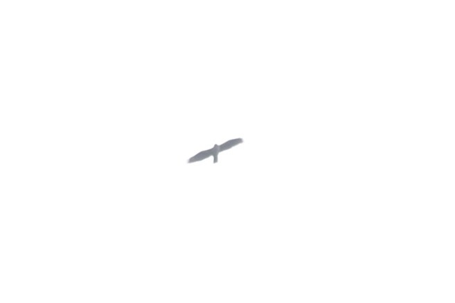 Águila Perdicera - ML615713856