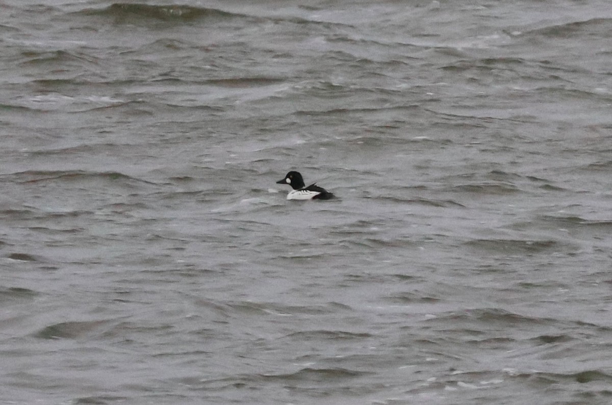 Common Goldeneye - Tricia Vesely