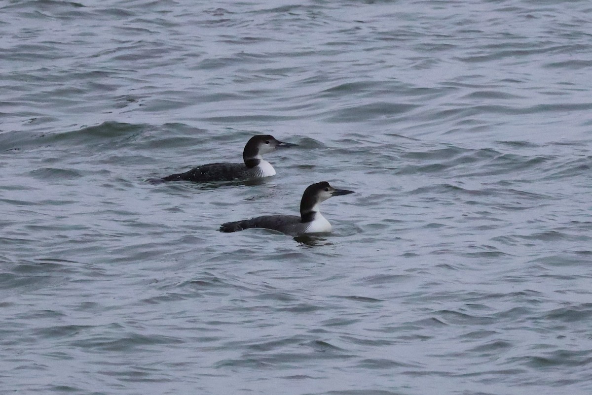 Common Loon - Tricia Vesely