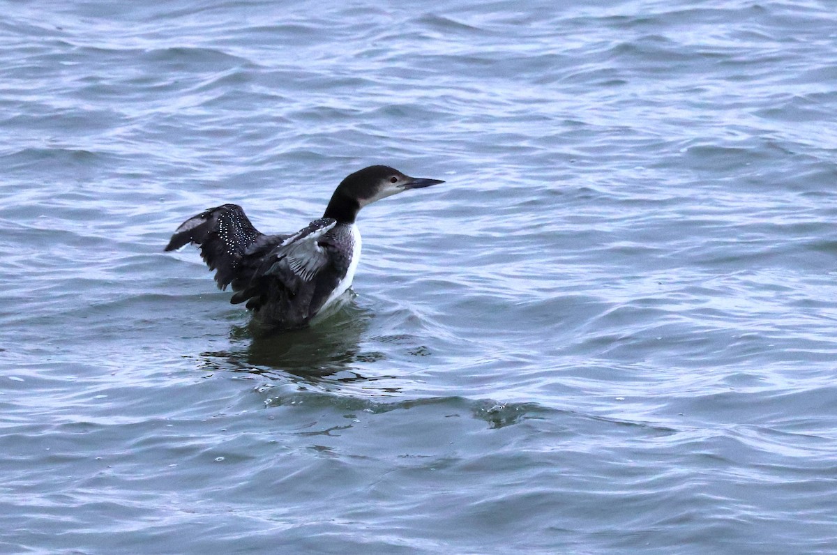 Common Loon - Tricia Vesely