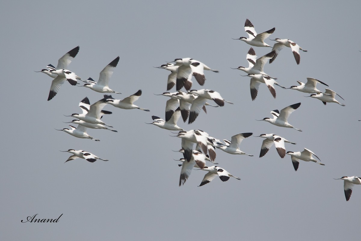 Avoceta Común - ML615714041